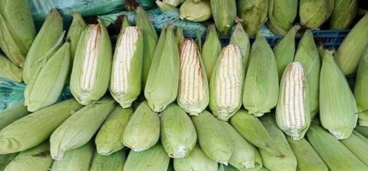 Hidalgo pierde cultivo de maíz por sequía