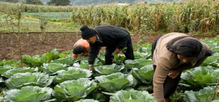 Se pierden 68 mil hectáreas de cultivo en Tulancingo por falta de lluvias