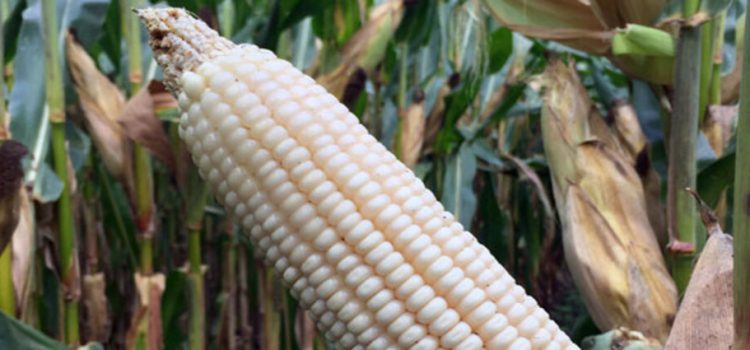 Buscan mejorar cultivos de maíz en Hidalgo con técnica tarahumara