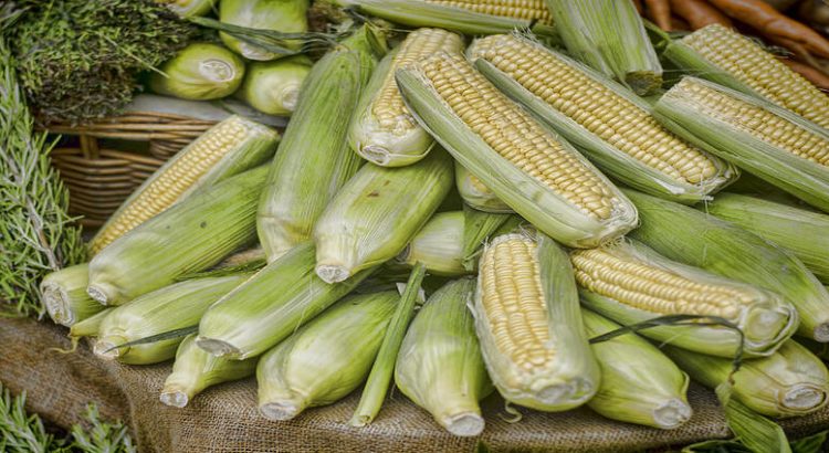 Crean Ley comercialización de maíz nativo de Hidalgo