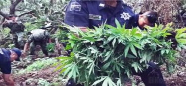 Descubren sembradío con plantas de mariguana en Hidalgo