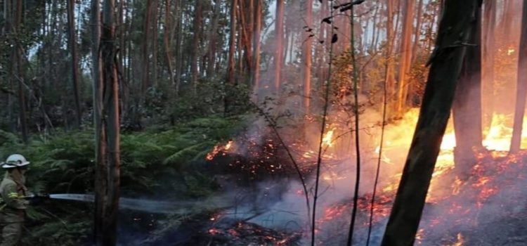 Hidalgo, con baja afectación de incendios forestales