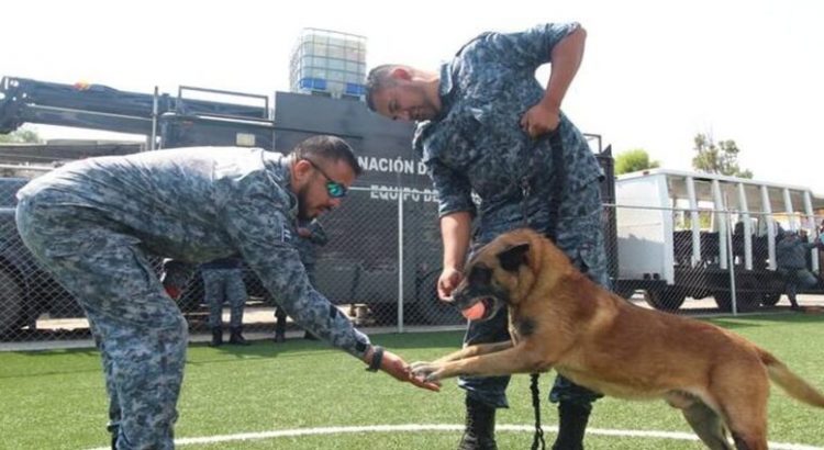 Retiran a ‘Lazca’, perrito rescatista de Hidalgo