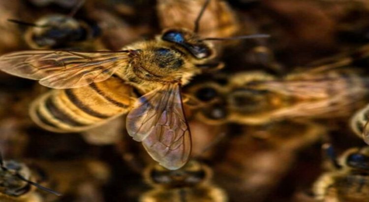 Abejas atacan y dejan a cuatro personas heridas en Hidalgo