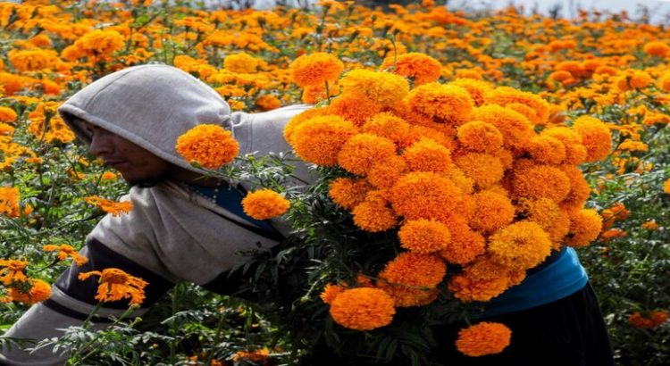 Advierten por la comercialización de una flor de cempasúchil pirata en Hidalgo