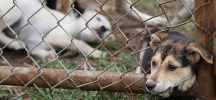 Inspectores de Tulancingo, no sancionan a agresores de animales