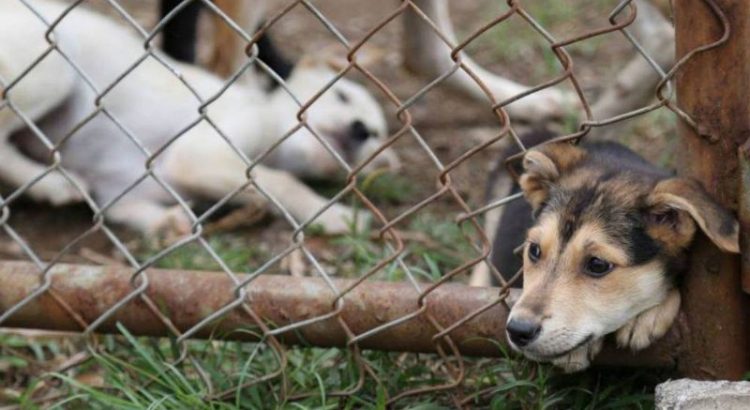 Inspectores de Tulancingo, no sancionan a agresores de animales