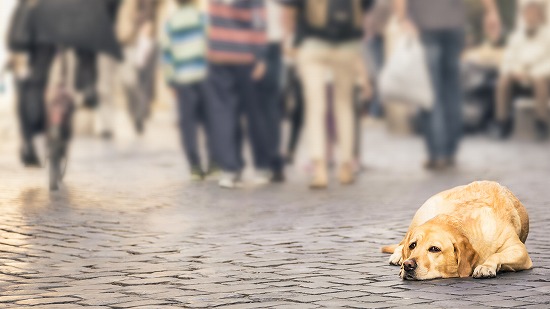 Reportan en promedio un ataque de animales a personas cada dos días en Tulancingo