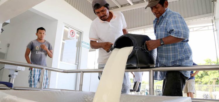 Liconsa construirá 3 centros de acopio para leche