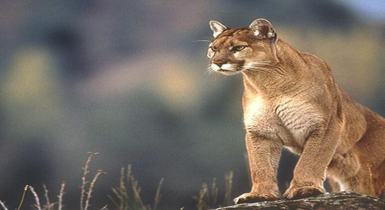 Puma es captado devorando borregos en Hidalgo