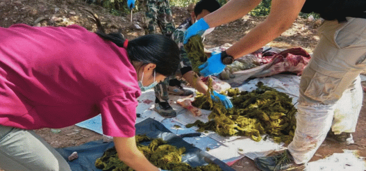 Extraen más de 2 kilos de basura del estómago de leona rescatada en Hidalgo