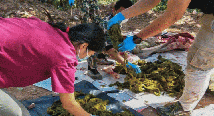 Extraen más de 2 kilos de basura del estómago de leona rescatada en Hidalgo