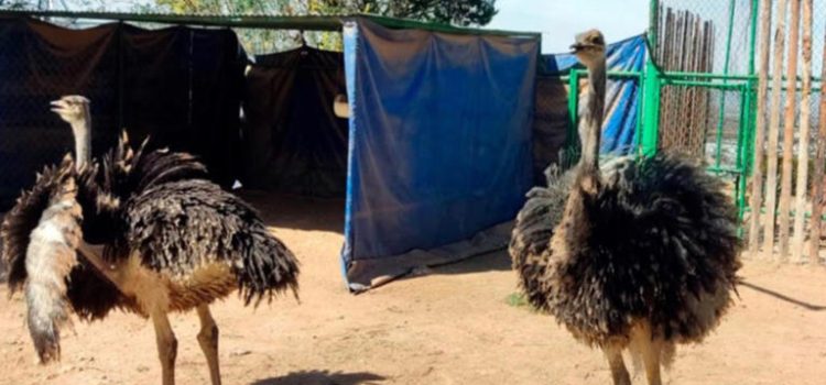 Llegan al zoológico de Tulancingo nuevas especies de avestruces