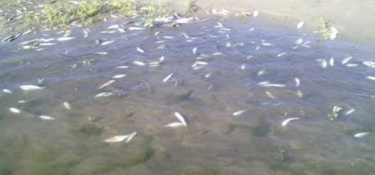 Reportan miles de muertes de peses por sequía en Laguna de Hidalgo Reportan miles de muertes de peses por sequía en Laguna de Hidalgo