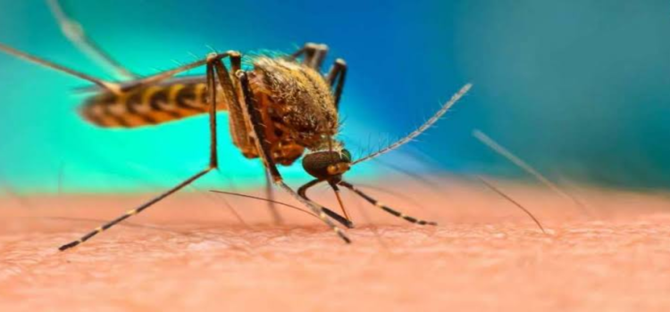 Hidalgo registra primeros casos de dengue