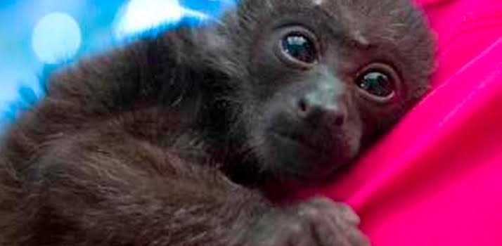 Abandonan a cría de mono en el zoológico de Tulancingo
