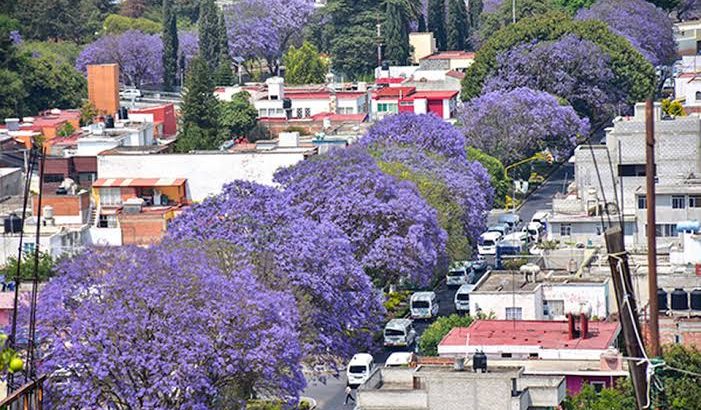 Calles de Tulancingo se tiñen azul-violeta