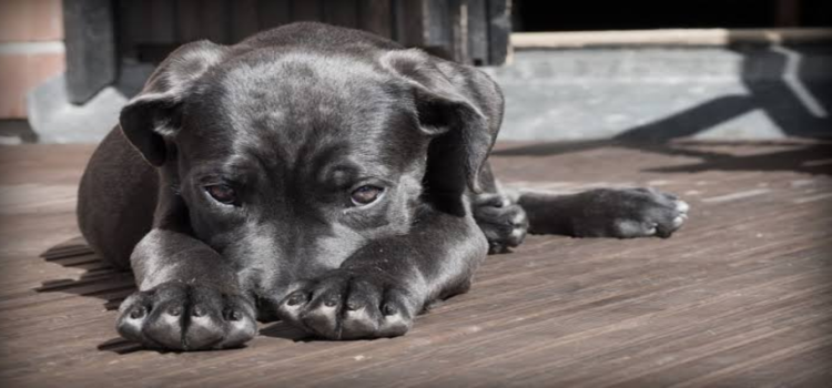 En Hidalgo las mascotas ya no serían objeto de embargo