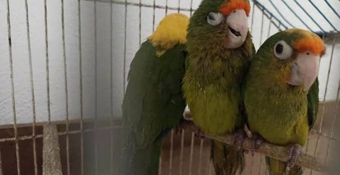 Tráfico de aves en Hidalgo deja severas secuelas en especies