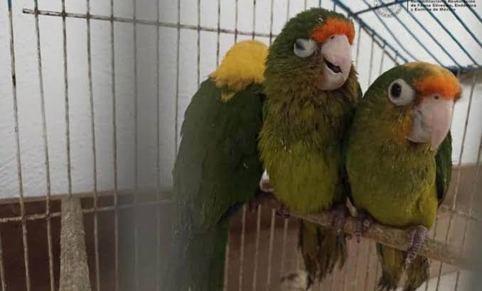 Tráfico de aves en Hidalgo deja severas secuelas en especies