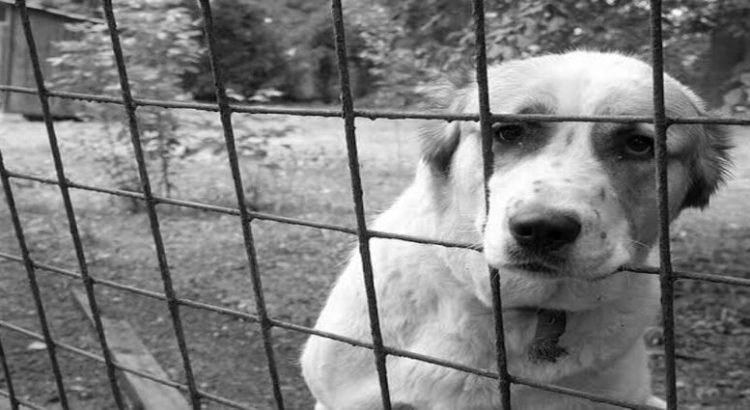 Proponen normalizar el abandono animal como delito en Hidalgo