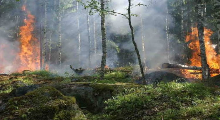 Hidalgo registra 99 incendios forestales en cinco meses