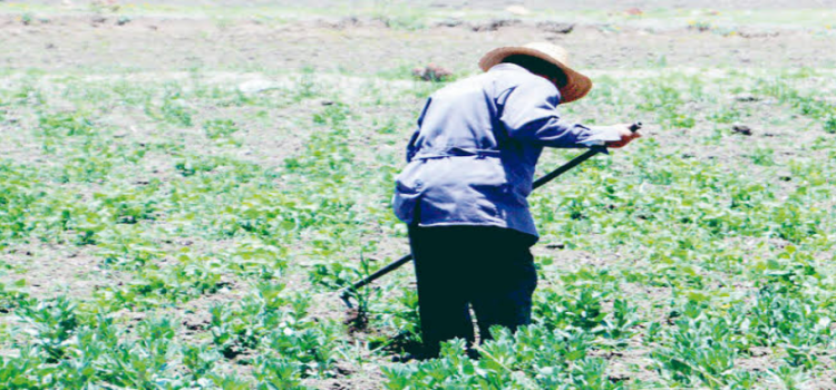 Hidalgo tiene más de 574 mil hectáreas agrícolas