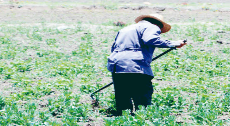 Hidalgo tiene más de 574 mil hectáreas agrícolas