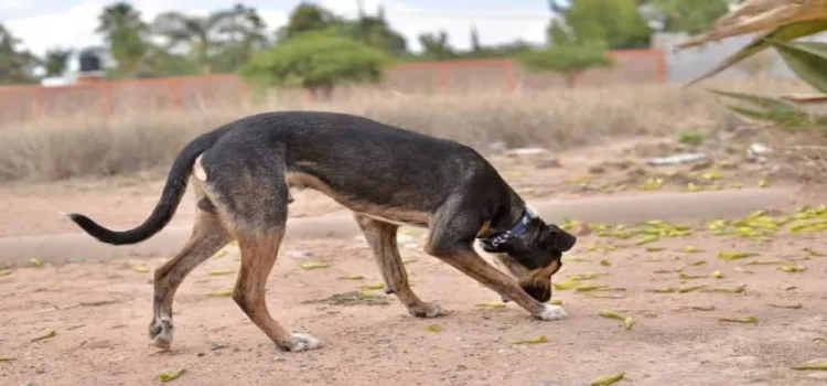 Hasta 15 mil pesos para quienes maltraten a animales, en Hidalgo