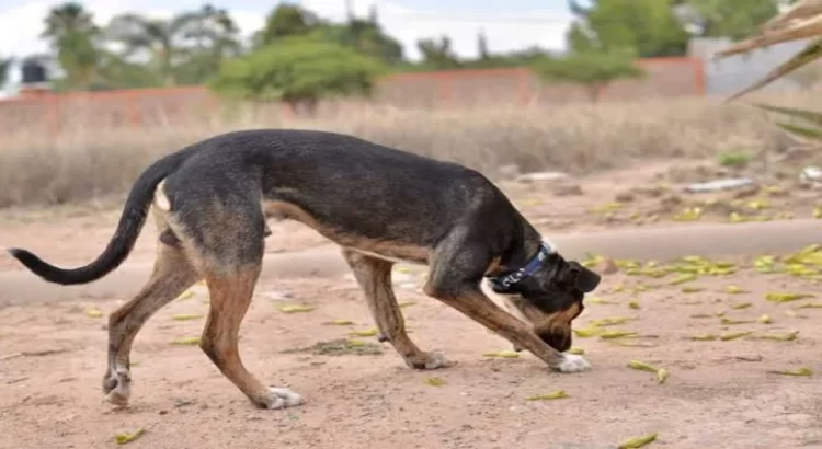 Hasta 15 mil pesos para quienes maltraten a animales, en Hidalgo