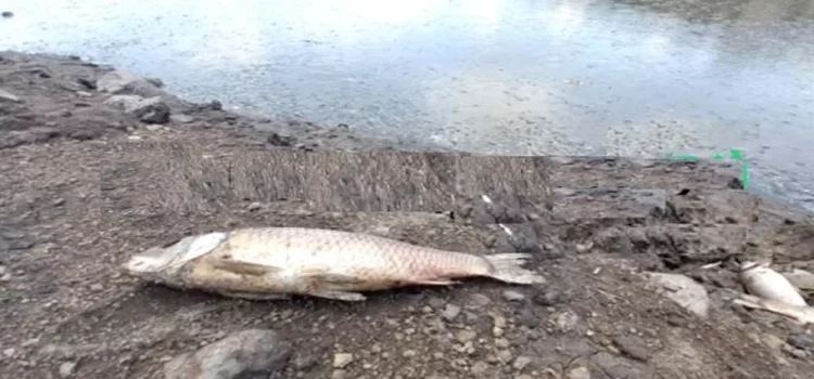 Entierran más de 2 toneladas de peces muertos en la presa Requena, Hidalgo