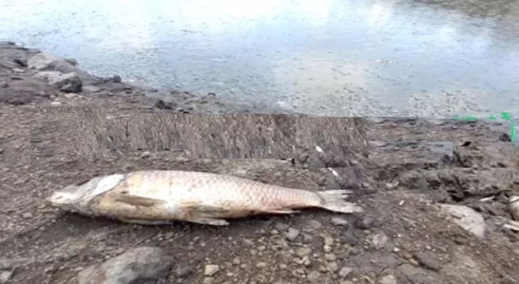 Entierran más de 2 toneladas de peces muertos en la presa Requena, Hidalgo