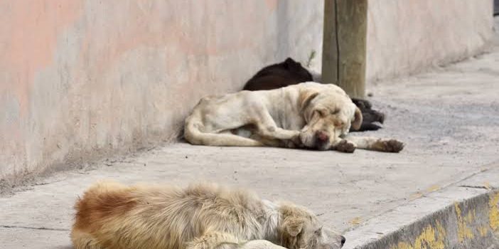 Jauría de perros atacó severamente a una mujer en Tulancingo