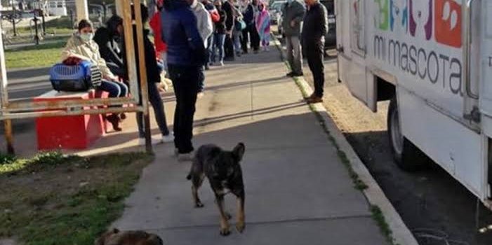 Inicia campaña de esterilización en Tulancingo