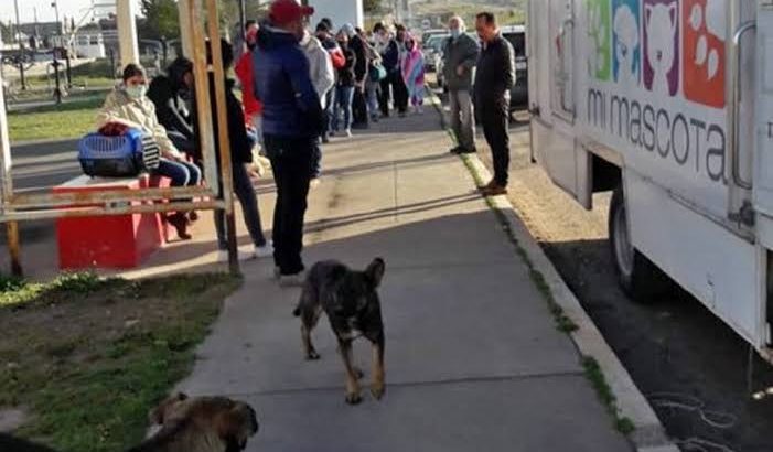 Inicia campaña de esterilización en Tulancingo