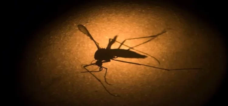 Confirman 8 casos de dengue en Hidalgo