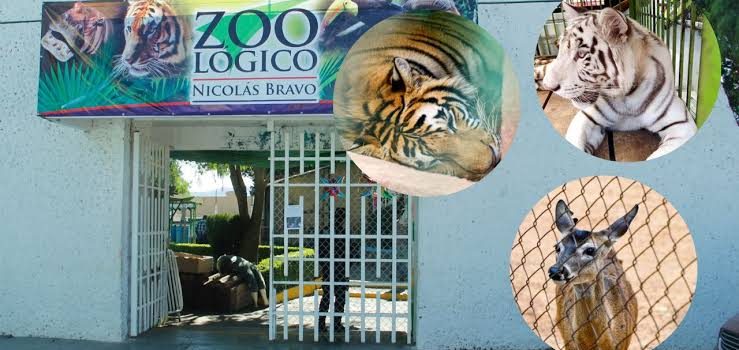 Zoológico de Tulancingo tendrá nueva leona