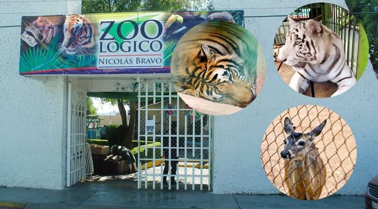 Zoológico de Tulancingo tendrá nueva leona