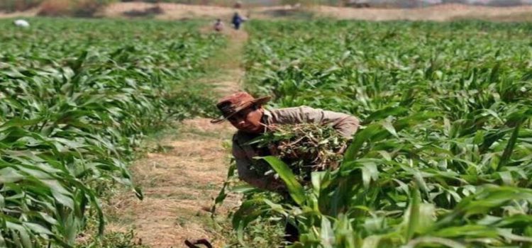 Diputados buscan establecer el Día del campesino en el estado