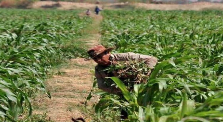 Diputados buscan establecer el Día del campesino en el estado