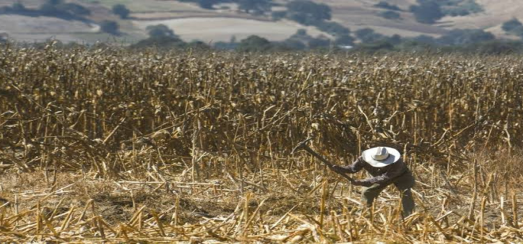 Campesinos de Hidalgo limitan las siembras por falta de agua