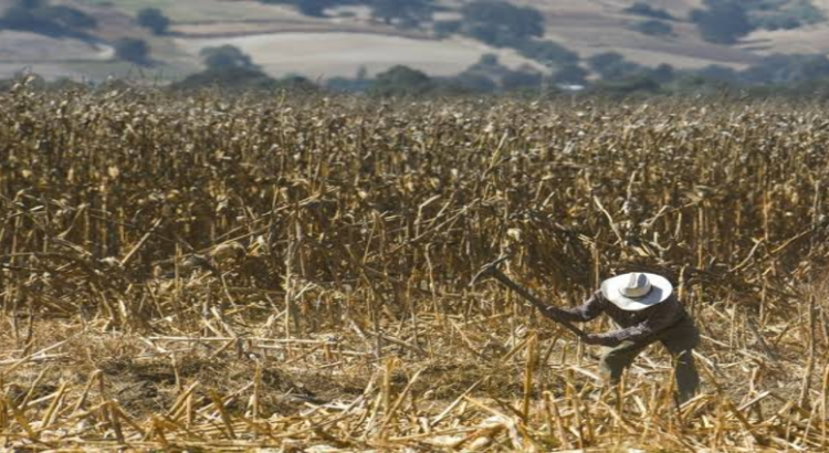 Campesinos de Hidalgo limitan las siembras por falta de agua