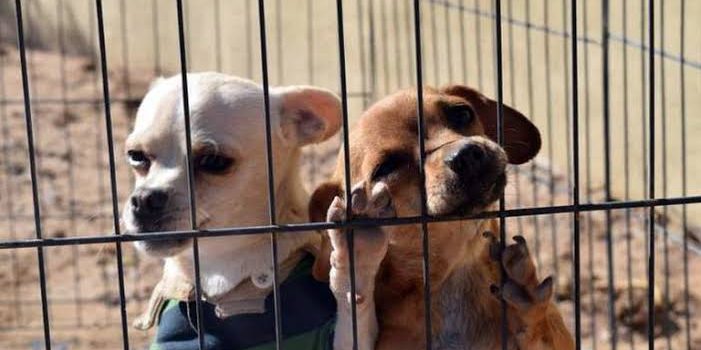 En Tulancingo iniciará campaña de esterilización gratuita en agosto