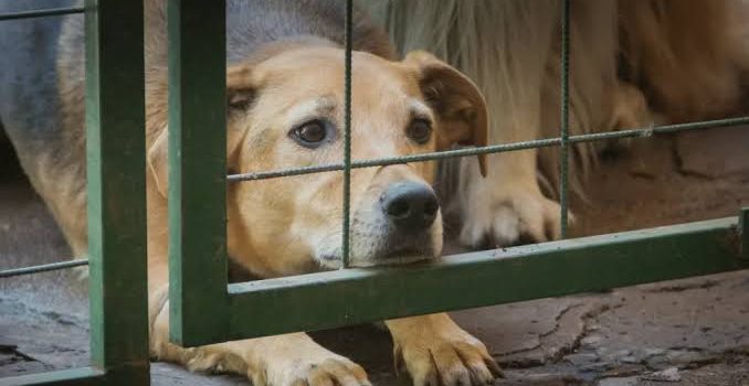 Tulancingo tendrá Centro de Bienestar Animal