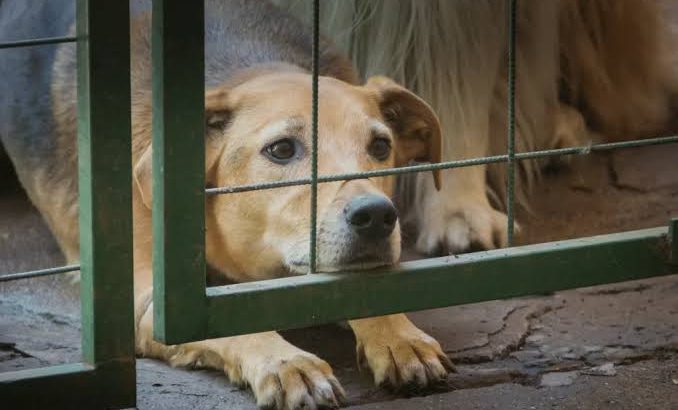 Tulancingo tendrá Centro de Bienestar Animal