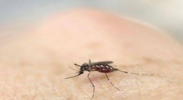 Se confirman hasta 35 casos de dengue en todo Hidalgo