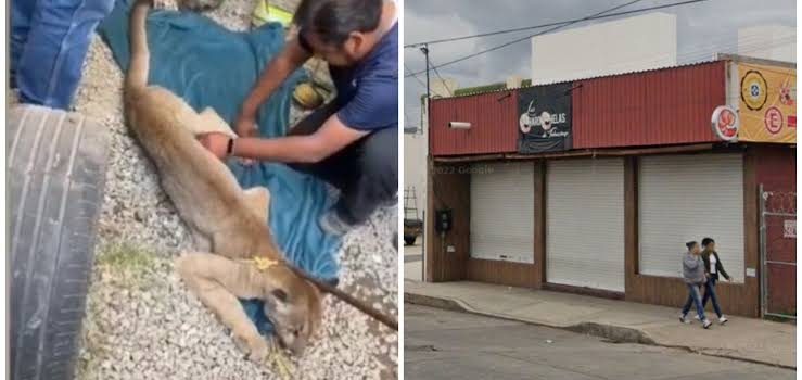 Capturaron a un puma que ingresó a un negocio en Tulancingo