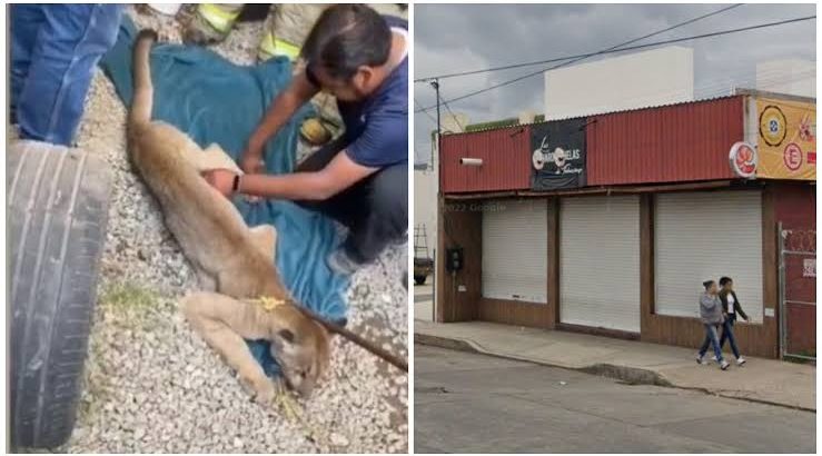 Capturaron a un puma que ingresó a un negocio en Tulancingo