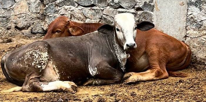 La res es el animal más sacrificado en Tulancingo