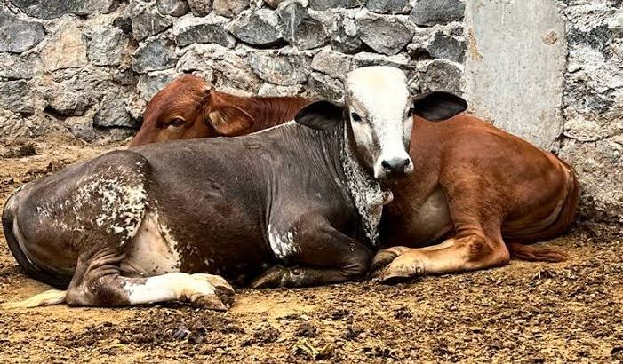 La res es el animal más sacrificado en Tulancingo